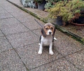 Beagle, bígel, bigl