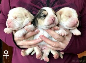 Bígel Bigl Beagle s PP FCI (bicolor, tricolor)