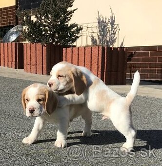 Bígel Bigl Beagle s PP FCI (bicolor, tricolor)