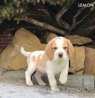 Bígel Bigl Beagle s PP FCI (bicolor, tricolor)