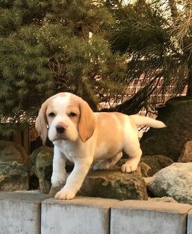 Bígel Bigl Beagle s PP FCI (bicolor, tricolor)