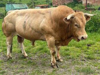 Blonde d aquitaine