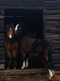 Welsh pony A