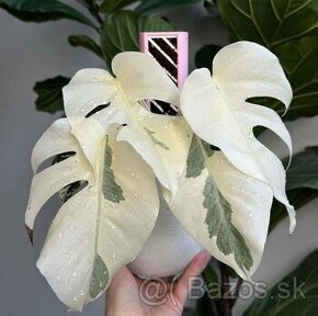 Monstera albo