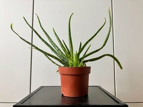 Aloe vera - 1