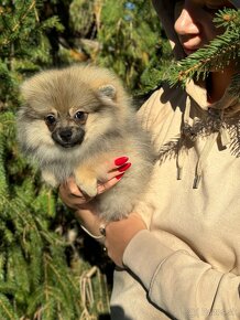 Pomeranian PP FCI fenečka