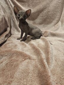 Sphynx