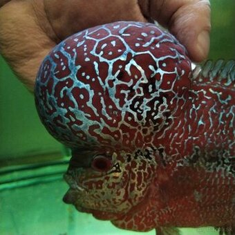 Odchov Flowerhorn