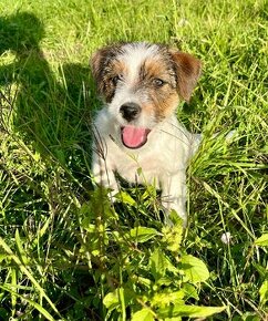 Jack russel terier - 1