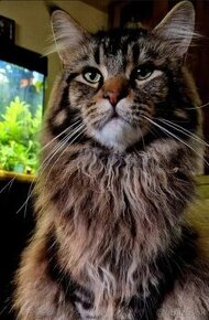 Mainská Mývalia  Maine Coon