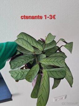 Ctenante len 1€ - 1