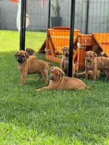 Rhodesian Ridgeback s PP k odberu - 1