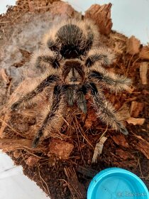 Tliltocatl Albopilosus Nicaragua (neurčené) - 1