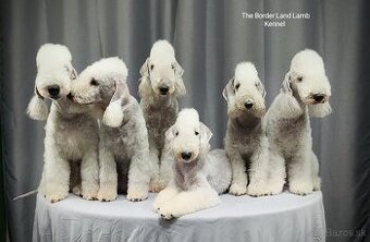 Bedlington teriér