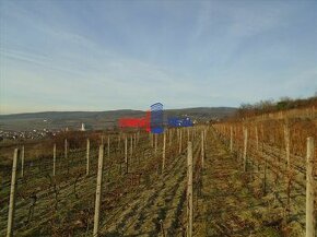 Obrábaný vinohrad Limbach - 44 árov
