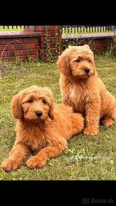 Goldendoodle / Pudel /