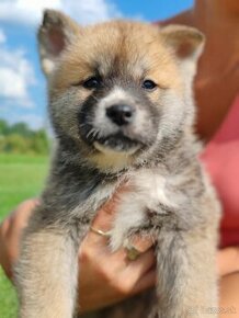 Akita inu