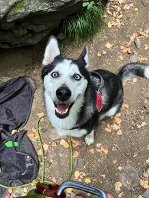 Darujem 2 ročnú fenku Husky