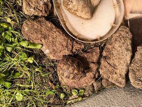 Korytnačka zelenkastá - testudo hermani - 1