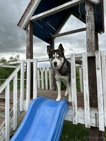 Sibírsky husky na krytie