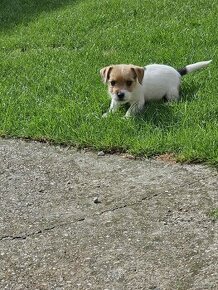 Jack Russel Terriers šteniatká na predaj