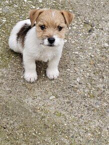 Jack Russel Terriers šteniatká na predaj