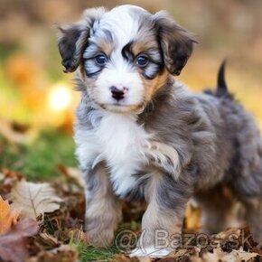 Aussiedoodle, pudel, border kolia