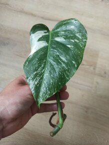 Monstera Albo Variegata