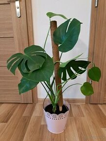 Monstera deliciosa