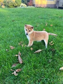 Shiba Inu šteniatko