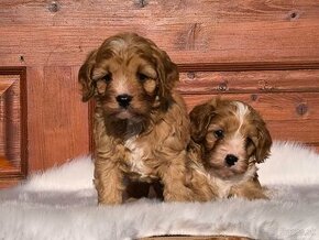 Cavapoo