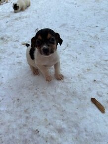 Jack russel terier