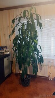 Dracaena Massangeana 250cm (2,5 m)