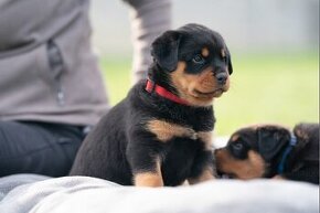 Rottweiler - štěně - Rotvajler - 1