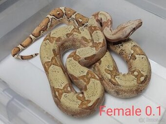 Boa Constrictor i.VPI Sunglow 1.1 subadult