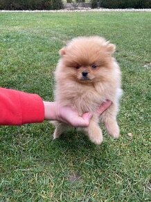 Pomeranian