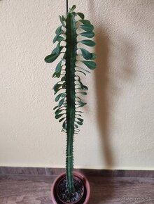 EUPHORBIA TRIGONA