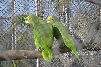 Predám Amazona.o.ohrocephala