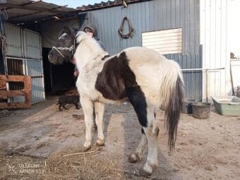 Ponukam pony žrebca 6r na pripustenie vašej kobilky