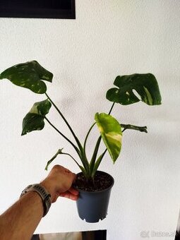 Monstera Thai Constellation - Thajka