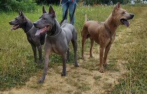 Adopcia Thajský ridgeback, Thai Ridgeback Dog