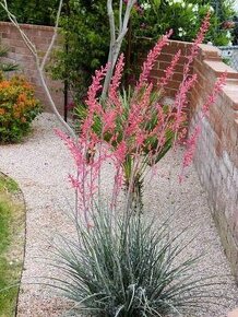 Red Yucca - Hesperaloe palviflora