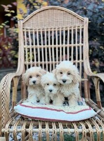 Maltipoo