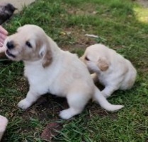 Zlaty retriver xx labrador