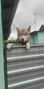 Darujem Husky