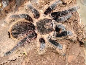 Pavuk/vtackar/ tarantula