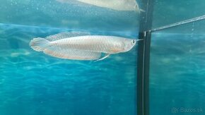 Arowana silver