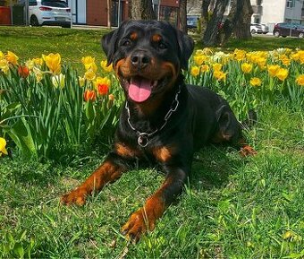 Darujem sučku RTW / Rotvajler / Rottweiler