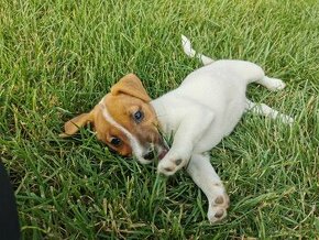 Jack Russel Terier - 1