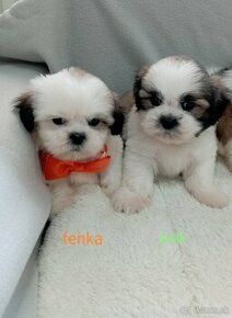 Shi-tzu,Shih-tzu, sicu,shicu,